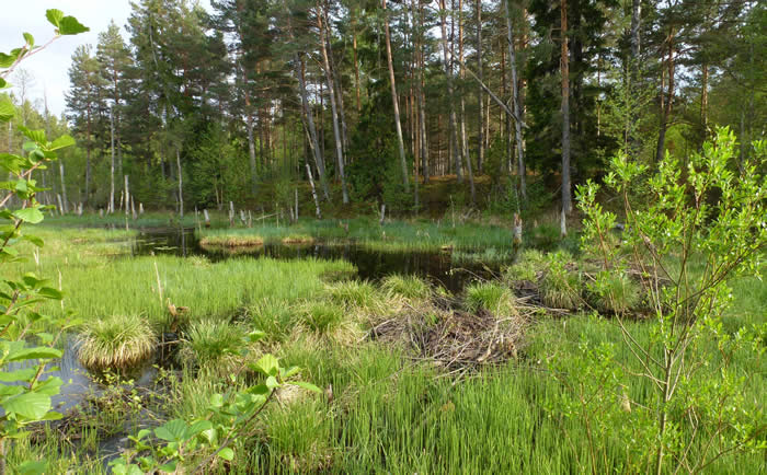 Kolka roadside bog 