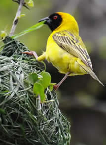 southern masked weaver