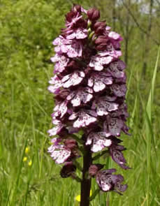 lady orchid