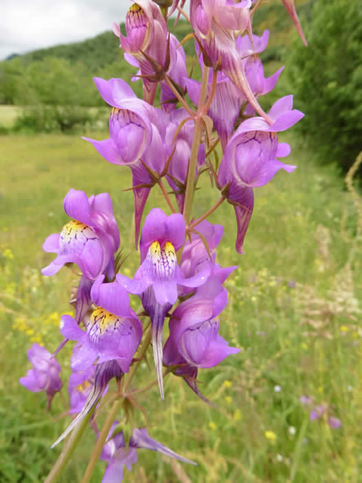 Linaria triornithophora