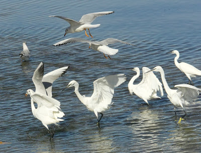 little egrets in Languedoc