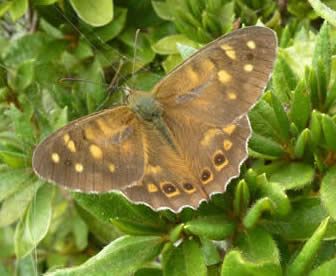 Madeira speckled wood