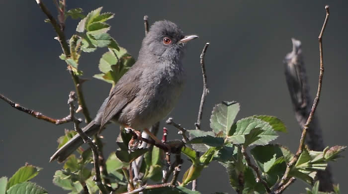 Marmora’s warbler