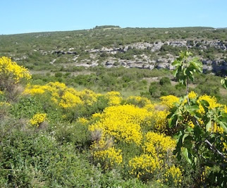 Mediterranean scrub