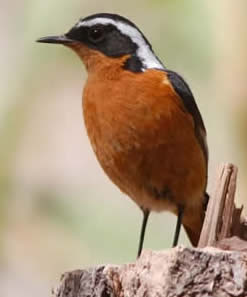 Moussier's redstart