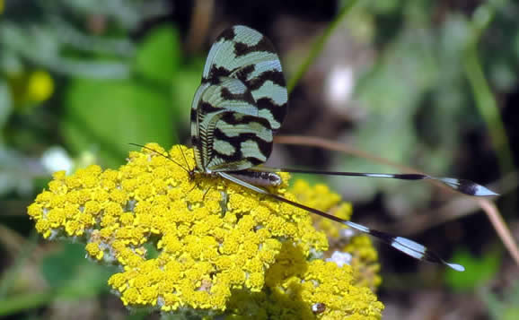 Pennant-winged ant-lion