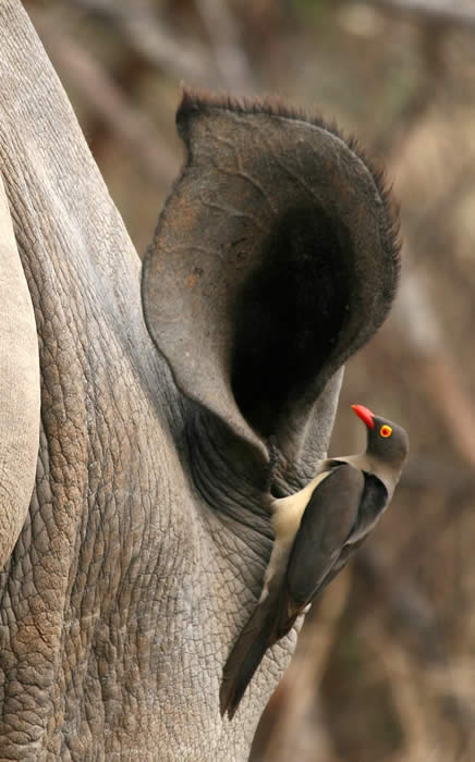 oxpecker