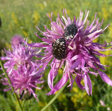 Flower chafer on greater knapweed