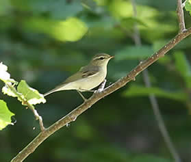 greenish warbler