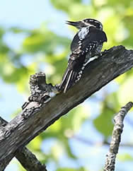 three-toed woodpecker