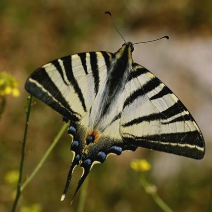 scarce swallowtail