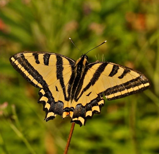 southern swallowtail