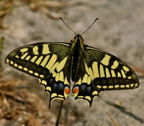 swallowtail