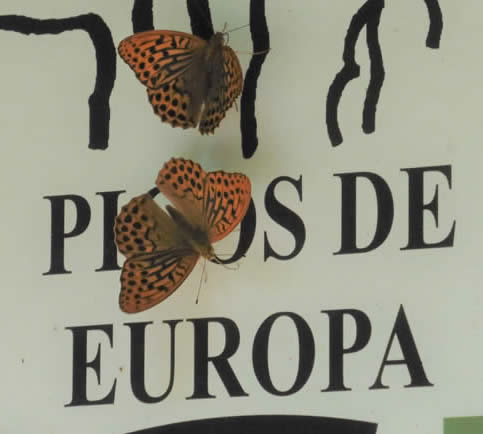 Silver-washed fritillaries on a Picos sign
