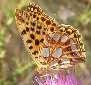 Queen-of-Spain fritillary