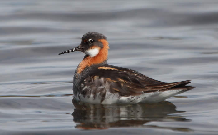 red-necked phalarope