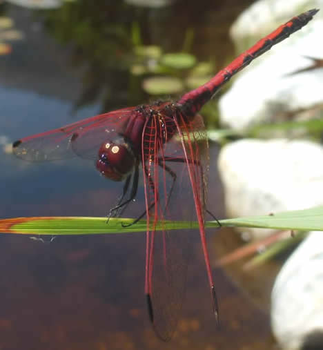 Red-veined Dropwing