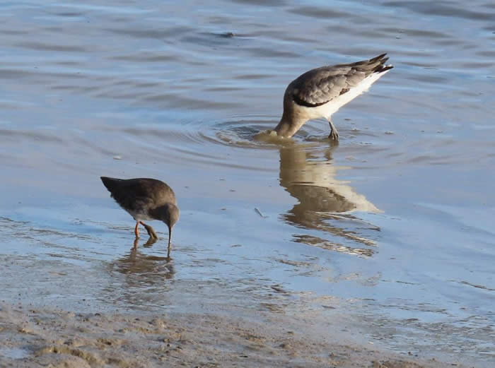 redshank and black-tailed godwit