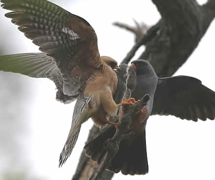 red-footed falcons, Gabor Orban