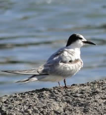 Sandwich tern