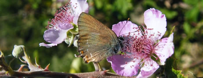 False ilex hairstreak