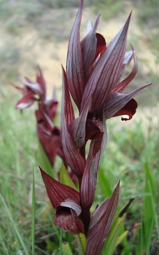 long-lipped serapias