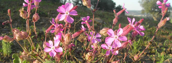 Silene colorata