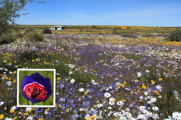 Spring flowers - Nieuwoudtville