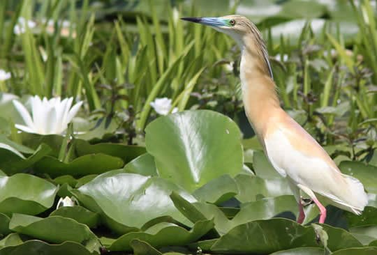 squacco heron (Judith Wells)