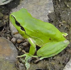 stripeless tree frog