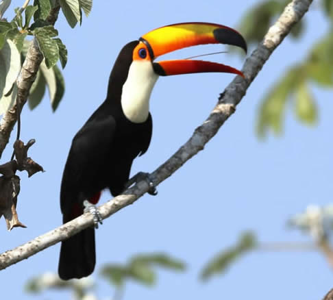 toco toucan