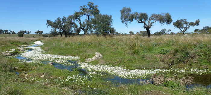 Tozo River