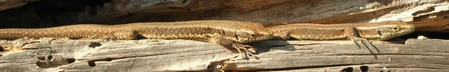 Madeira wall lizards