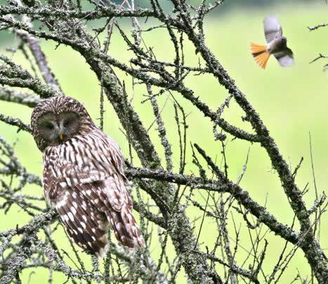 Ural owl