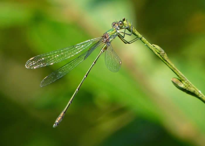 western willow spreadwing