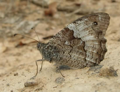 woodland grayling