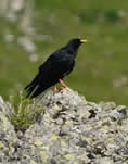 alpine chough