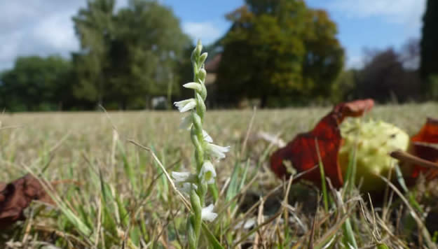 autumn lady's tresses, September 2019