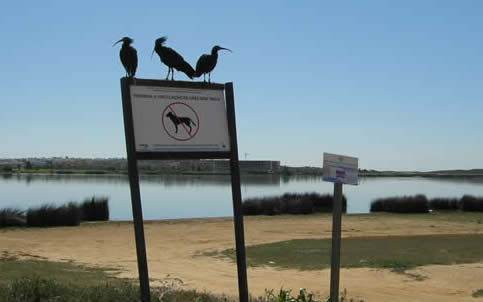 bald ibises