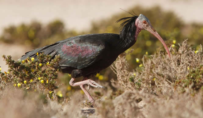 bald ibis (Igor Maiorano)