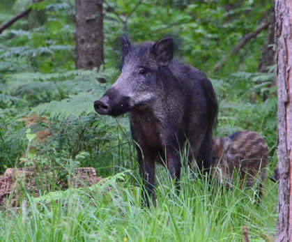 wild boar