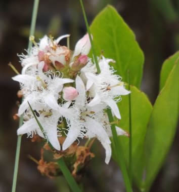 bogbean