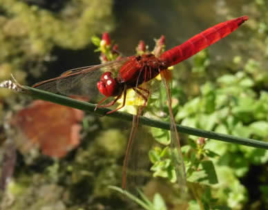 broad scarlet