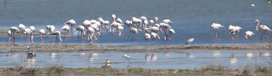 Flamingoes