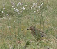 stone-curlew