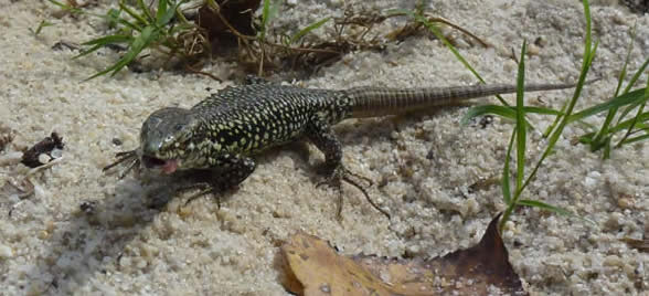 Common wall lizard, Sept 2019