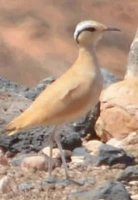 cream-coloured-courser