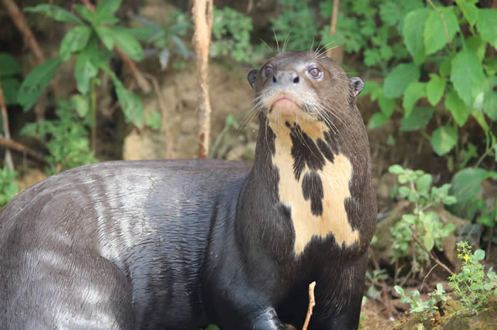 giant otter