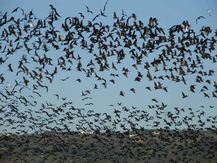 glossy ibises (SPEA)