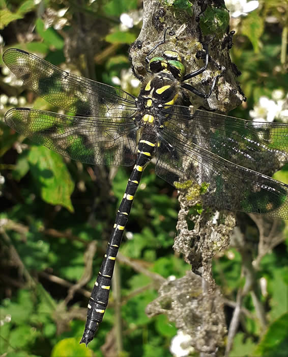 Golden-ringed dragonfly